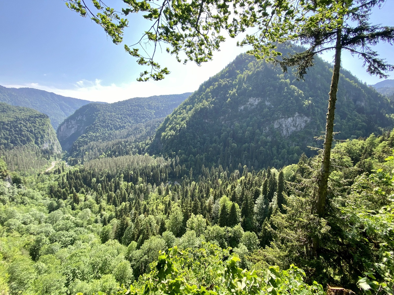 Абхазия лес