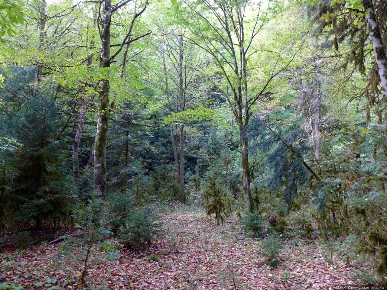 Грабовый лес Сухум