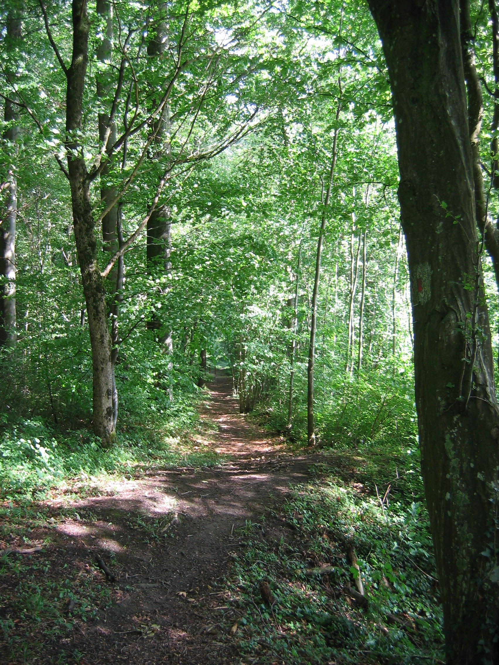 Бельгия Арденский лес