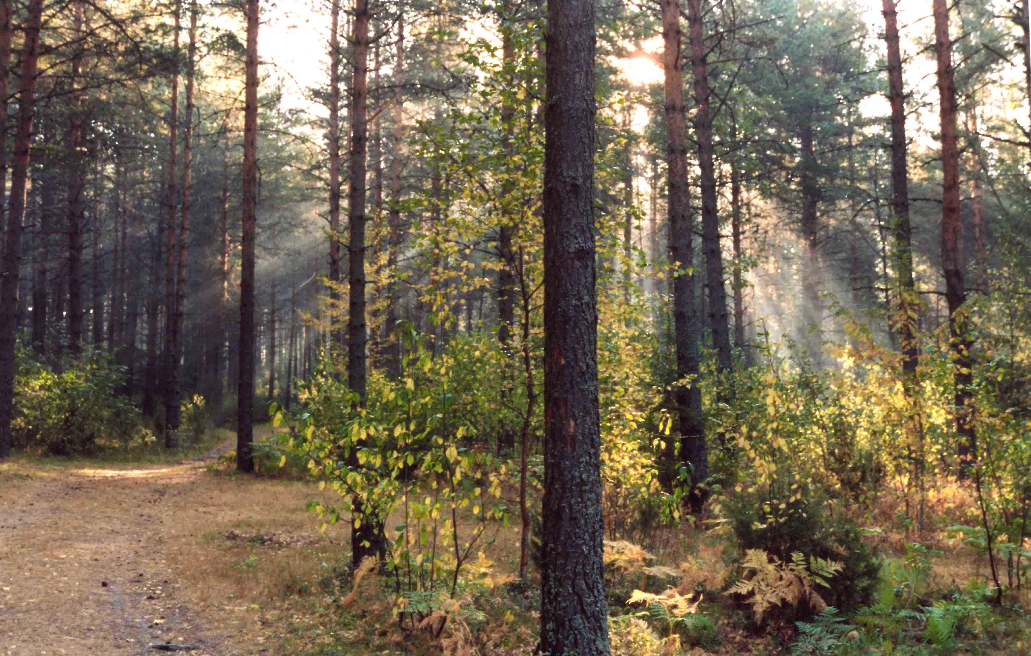 Сасовские леса