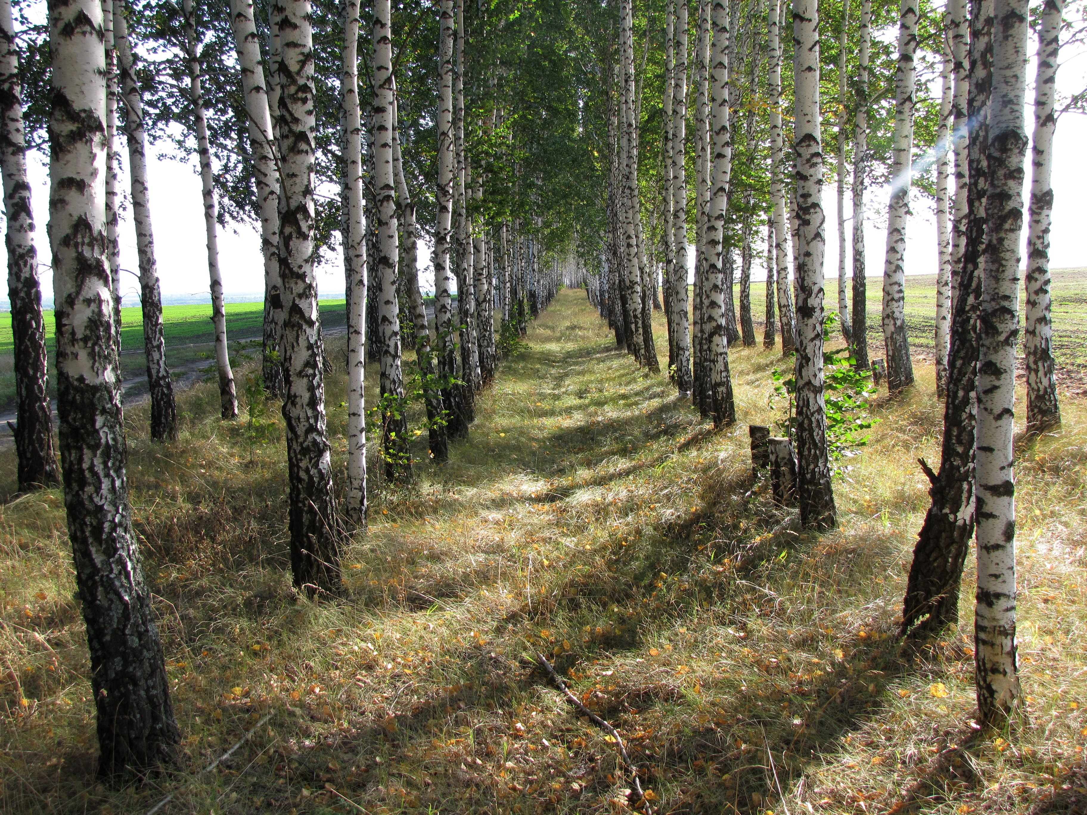 Банищанский лес Курской области
