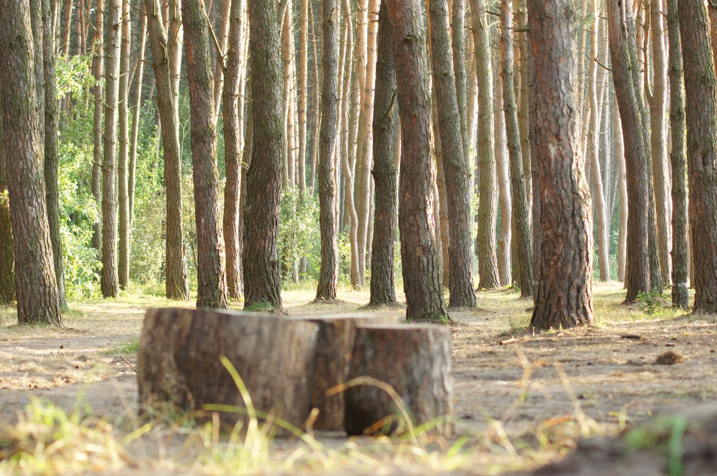 Карыж Курская область лес