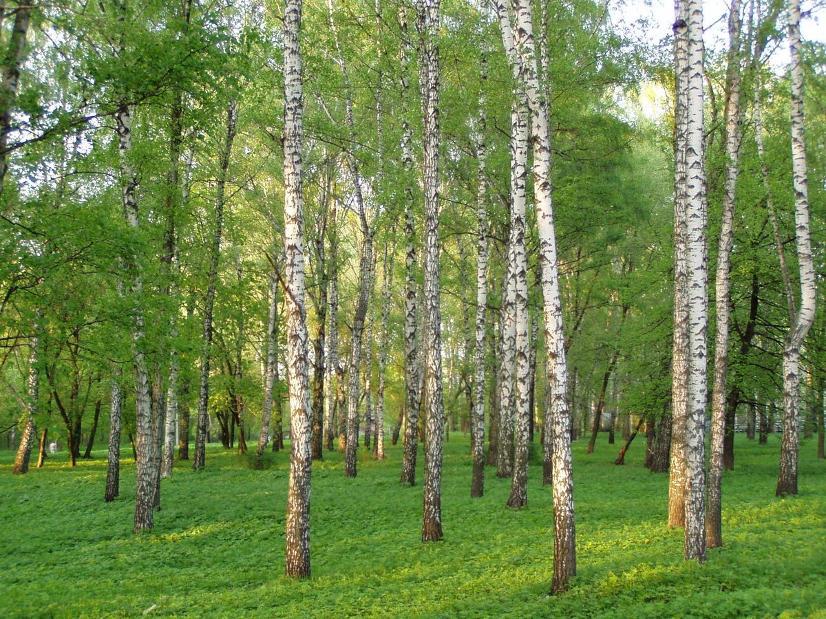 Березовый лес Курск