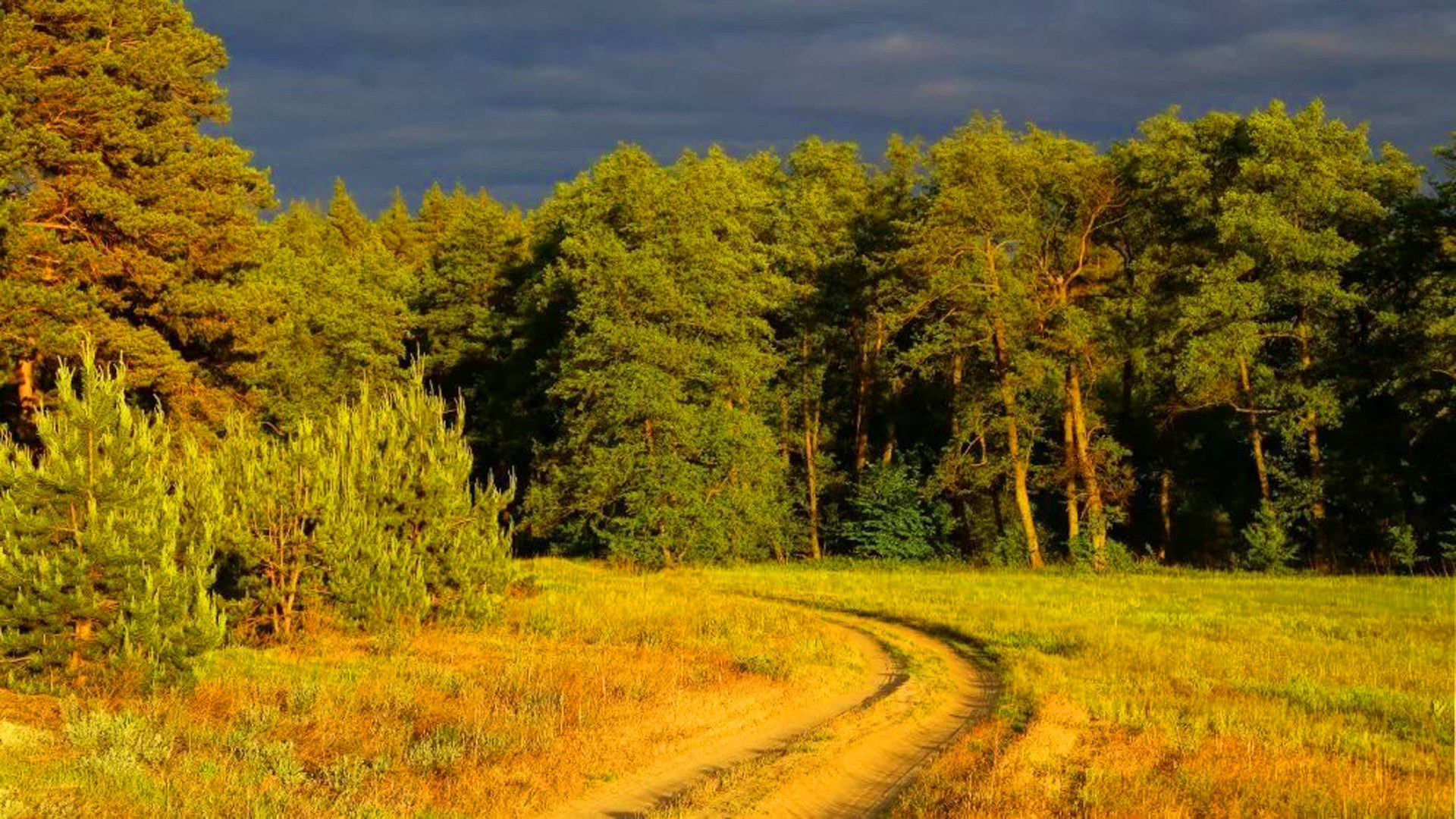 Ванинский лес Курская область