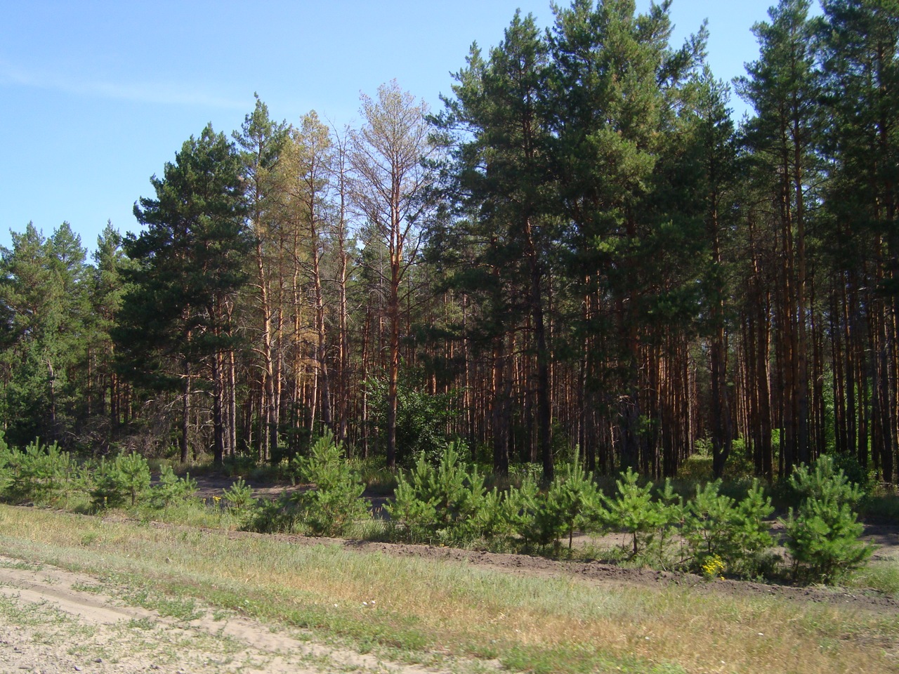 Сосновый лес Курской области