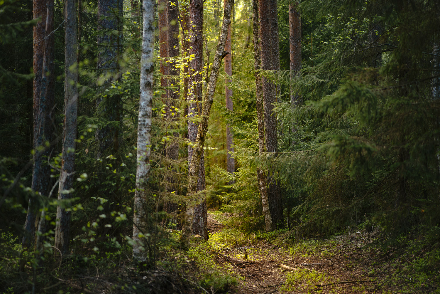 Хвойный лес Вологодской области