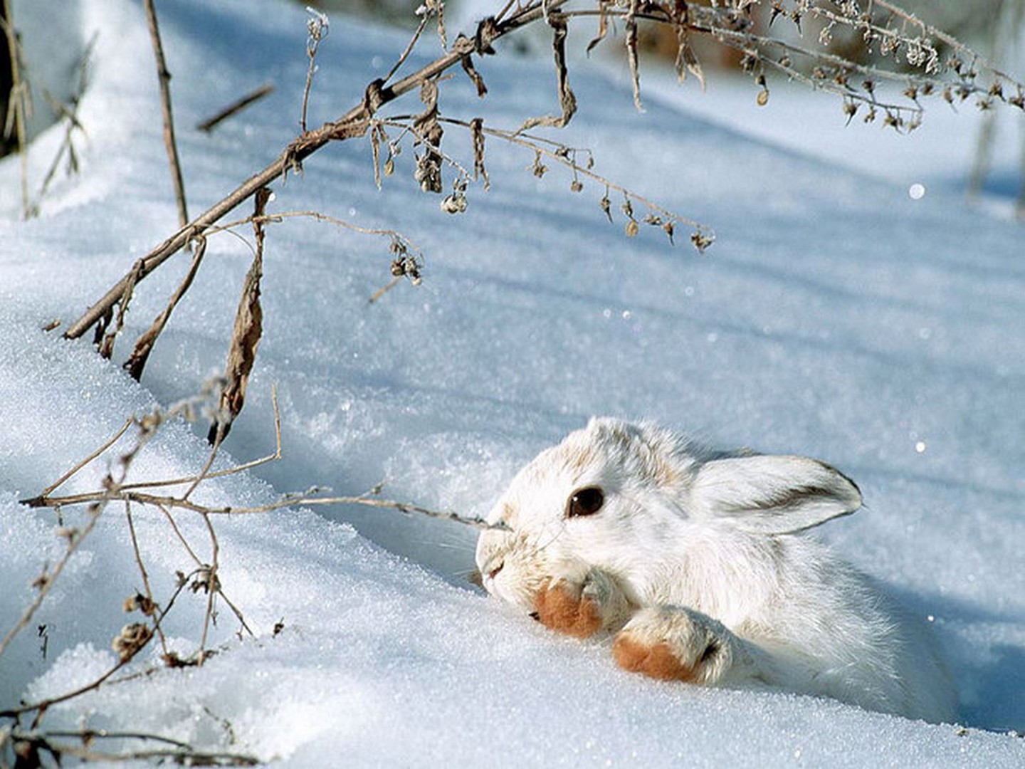 Заяц на снегу фото