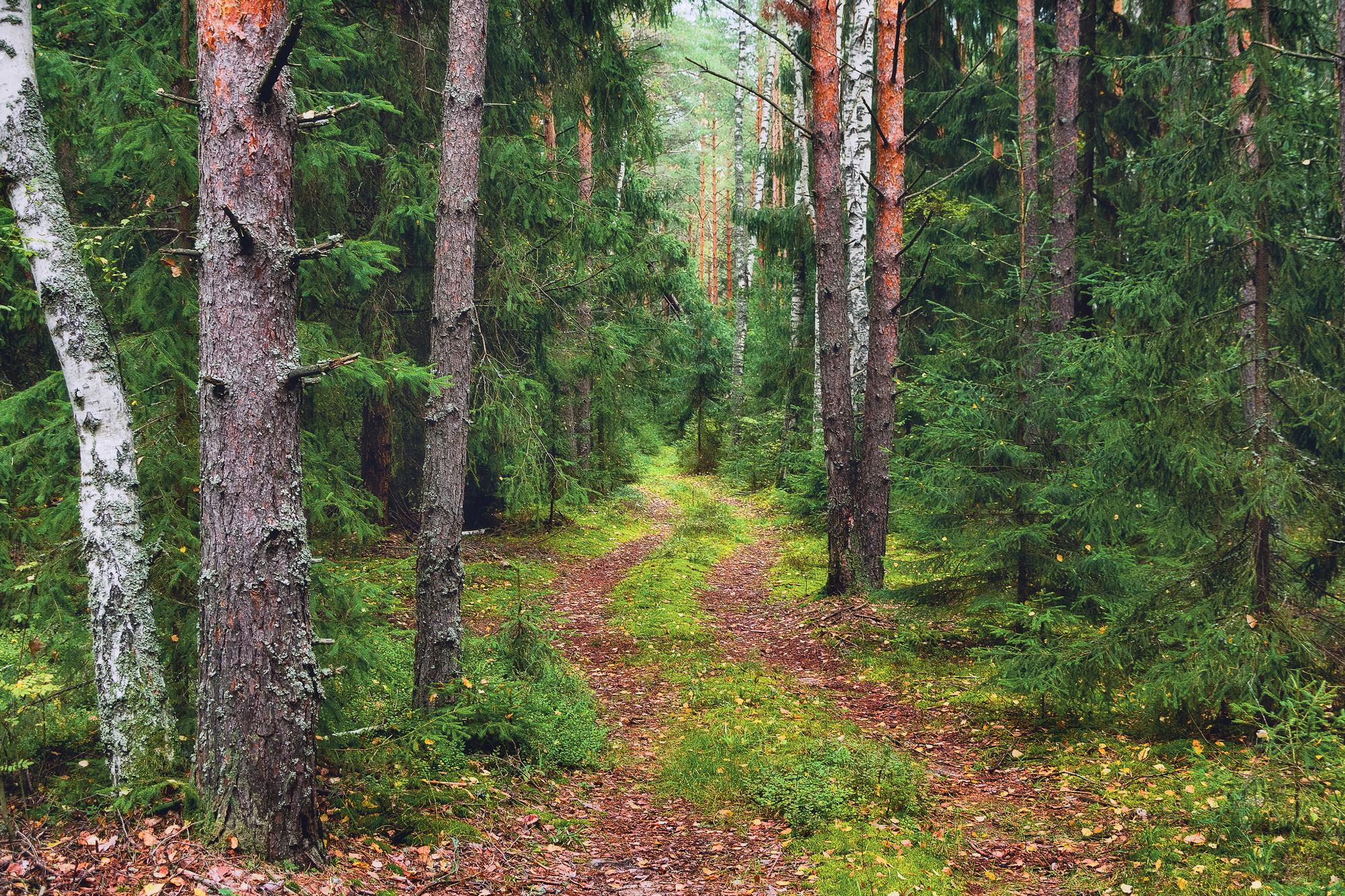Сосновый лес Владимирская область