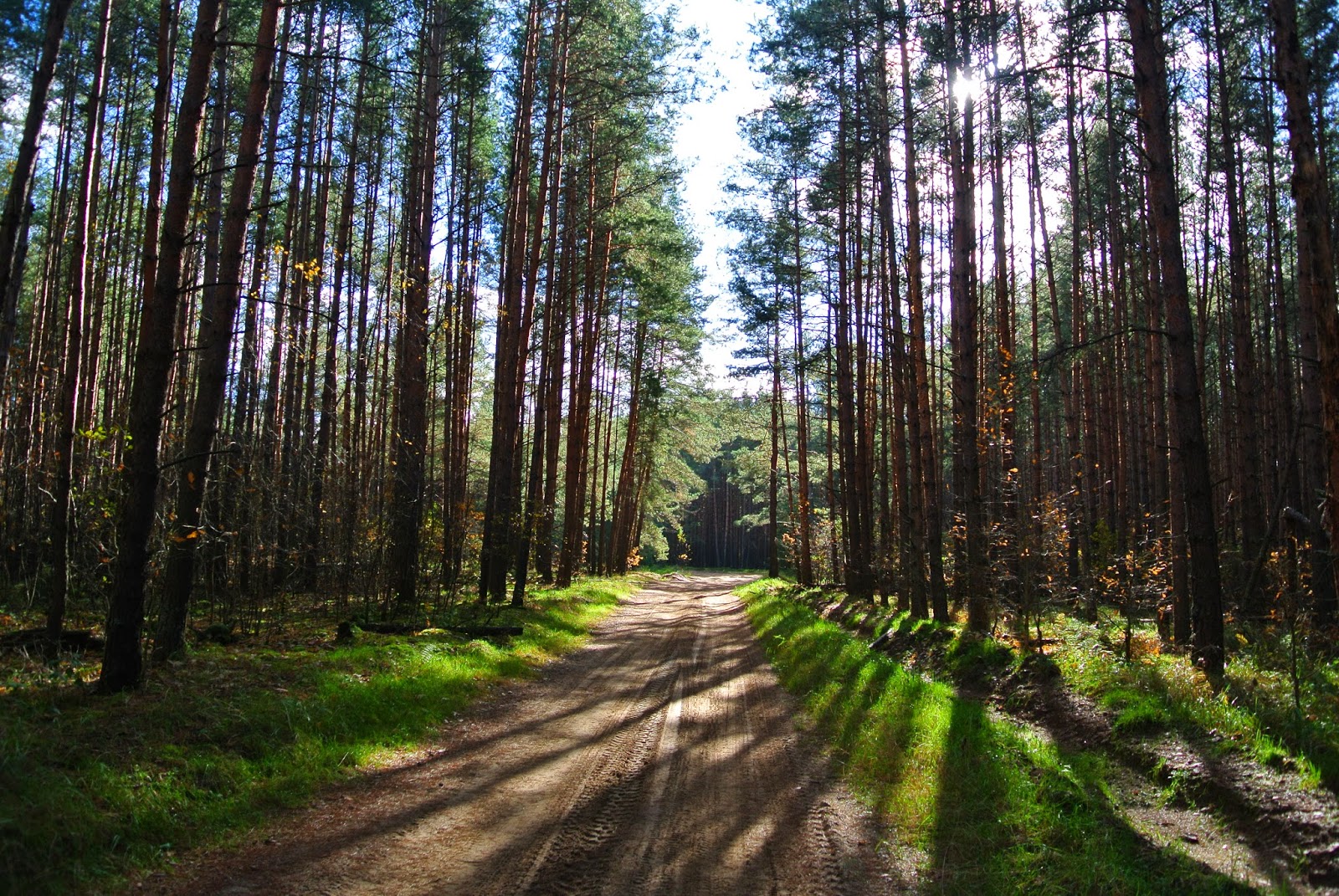 мещерский парк лес