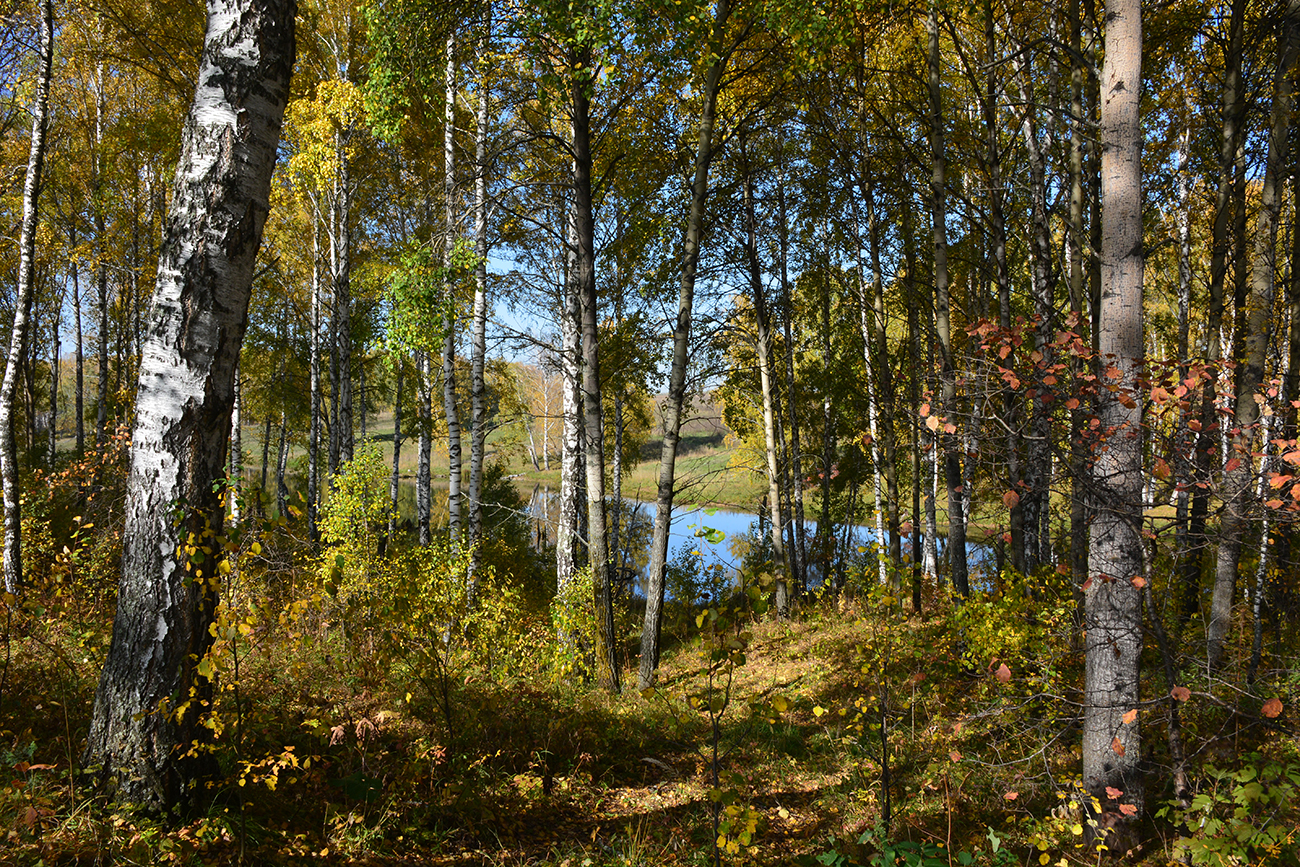 Красивые леса во Владимирской области