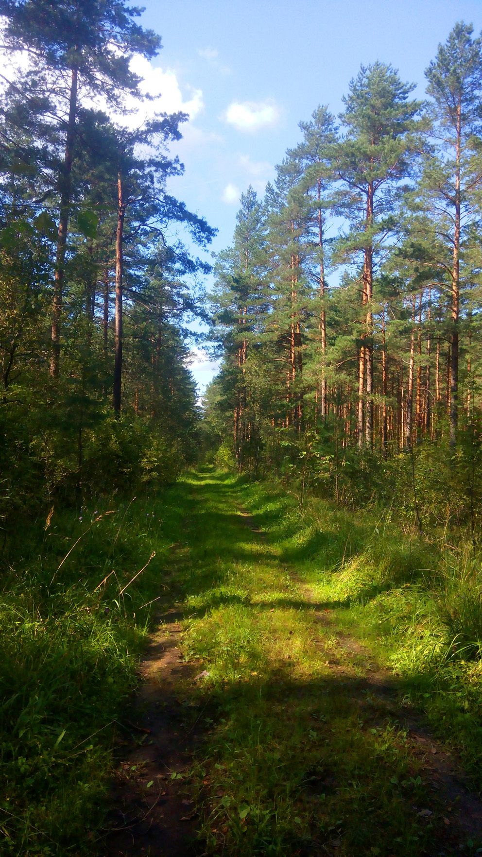 Никульский лес Владимирская область