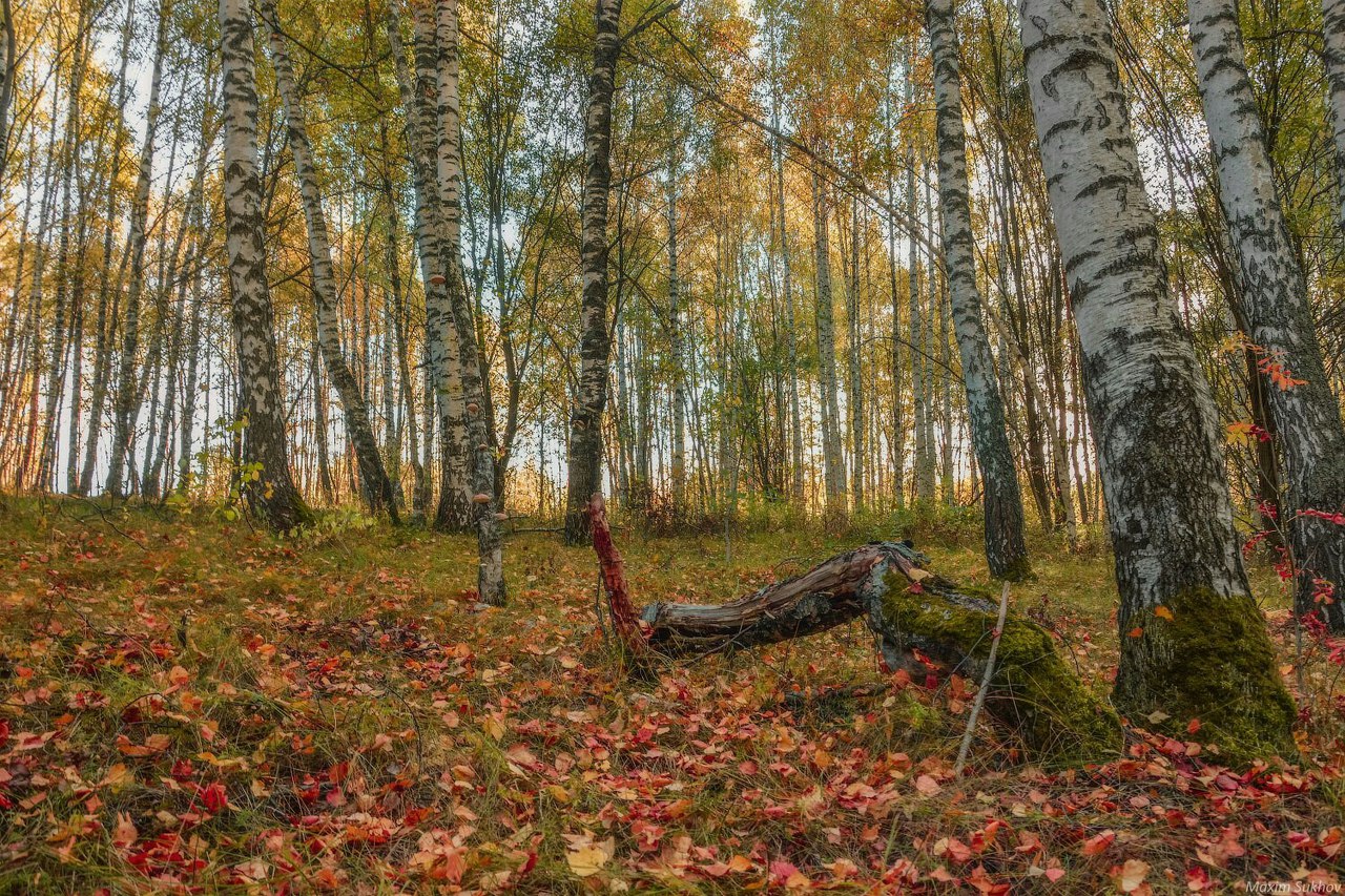 Природа Вязниковского района