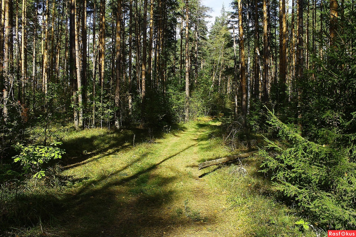 Леса Петушинского района