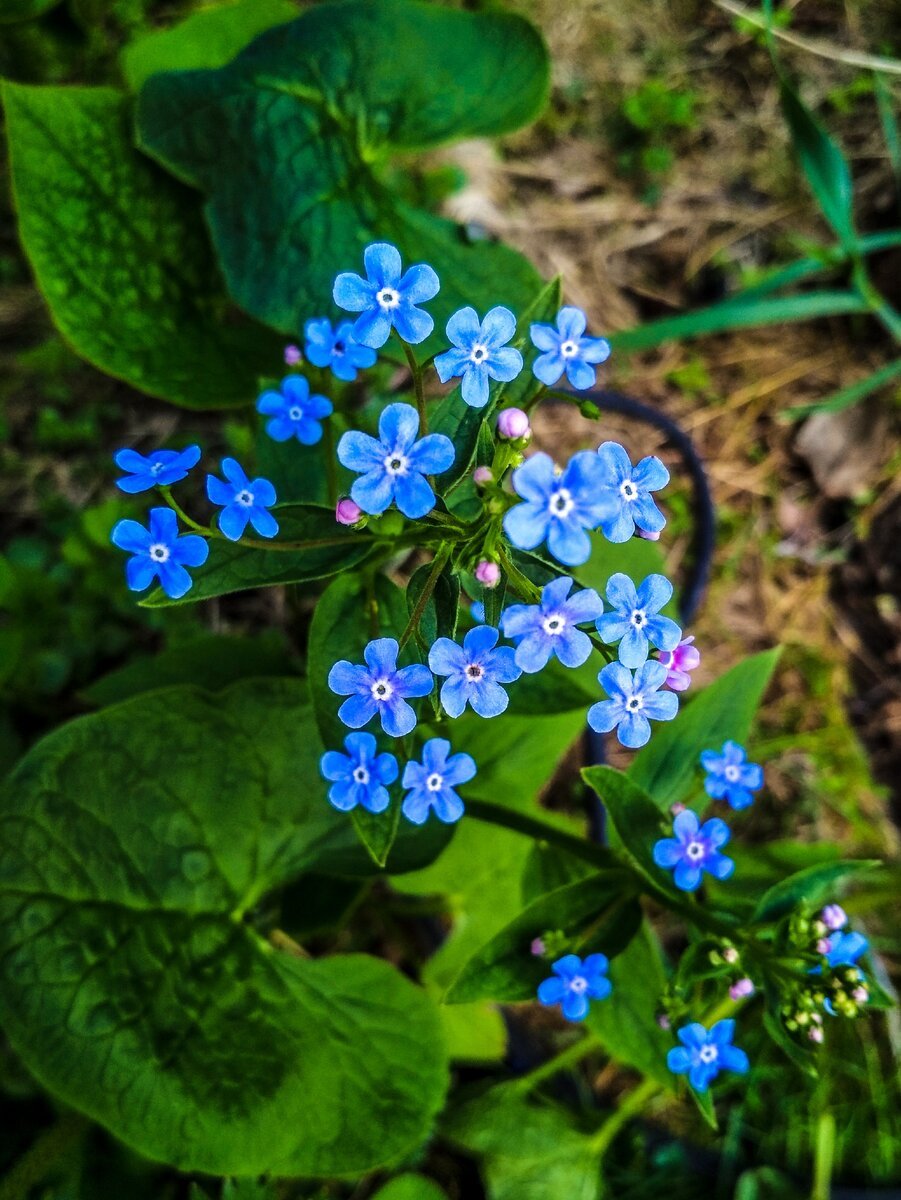 Незабудка Лесная Myosotis sylvatica