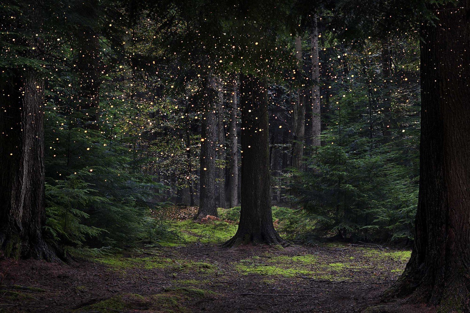 Таинственный лес фото.