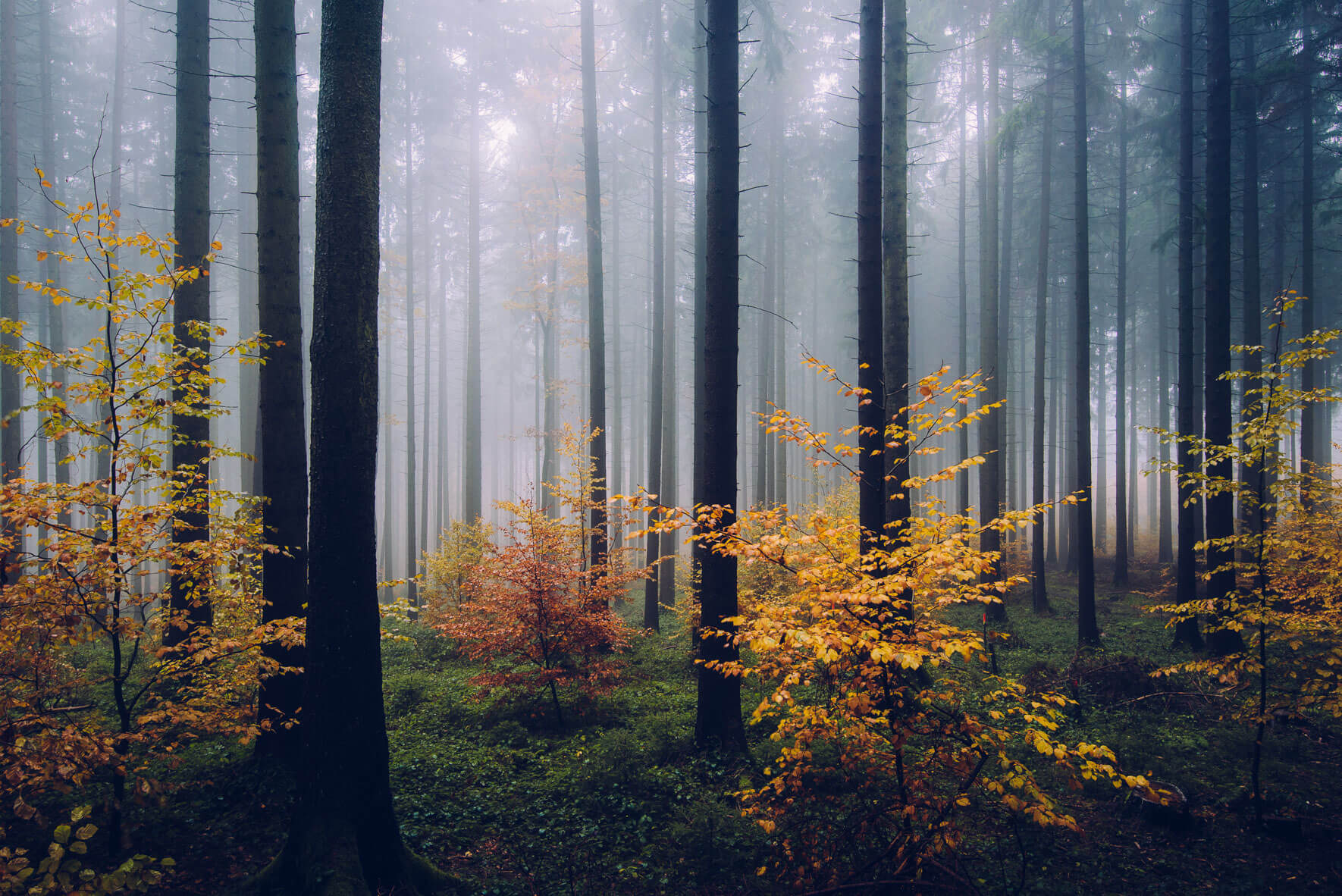 Художественная фотография пейзаж лес