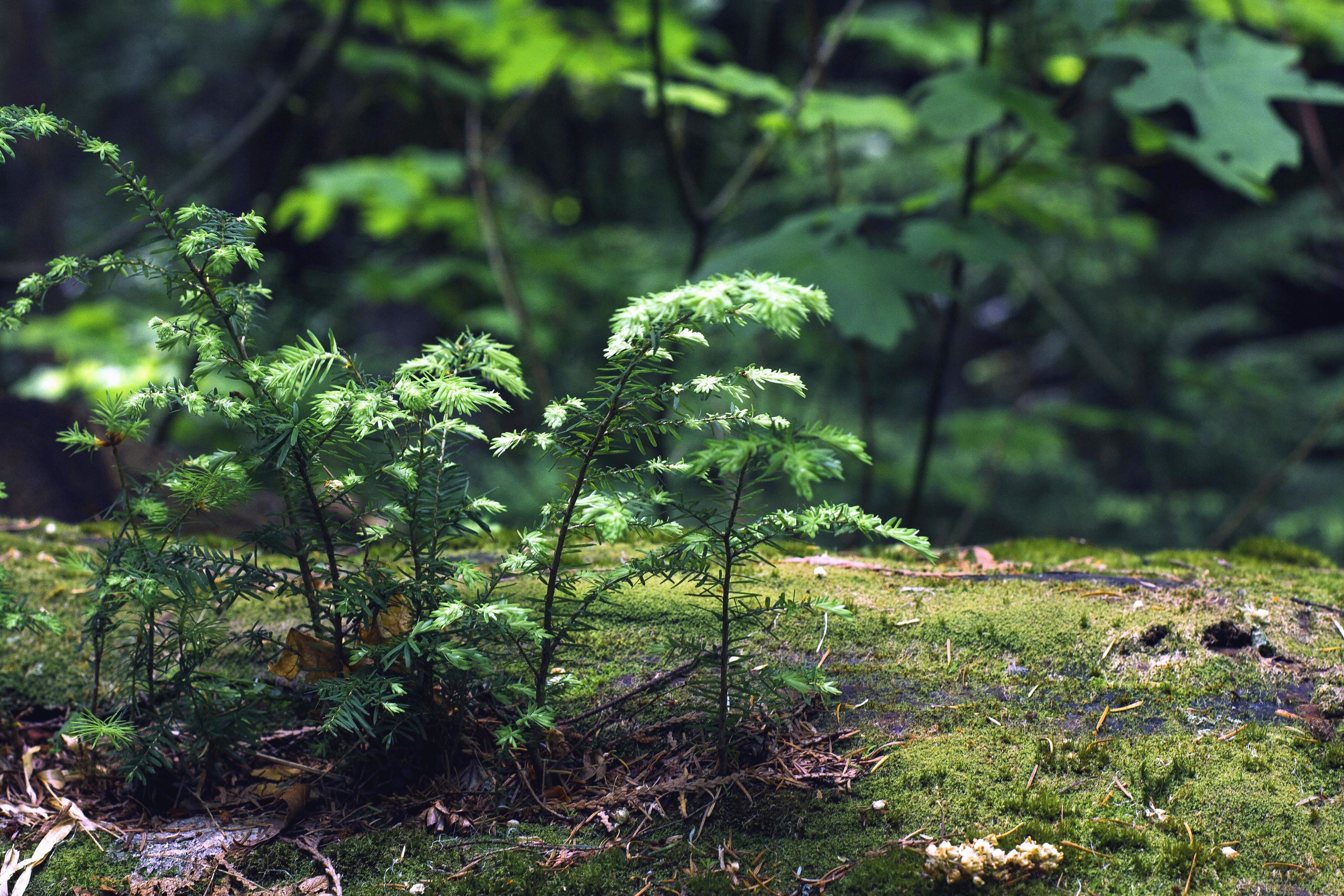 Щитовник Лесной мох
