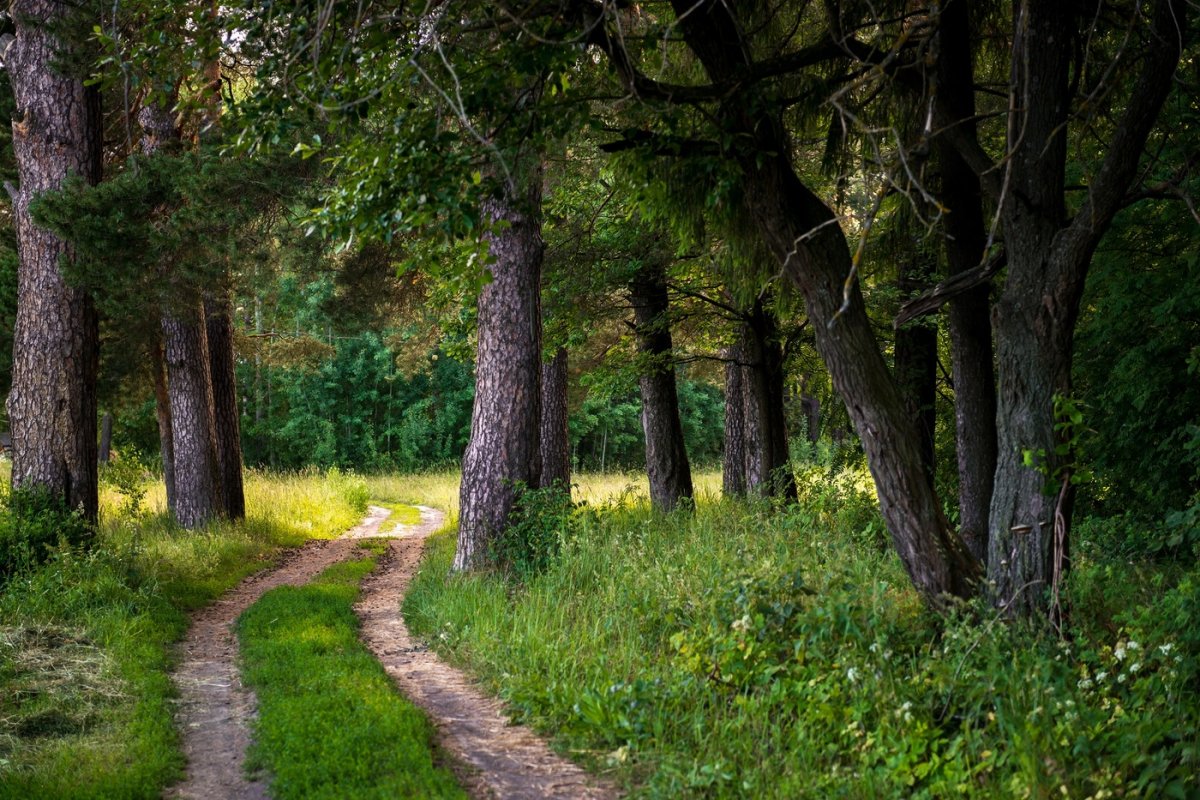 Природа Кировской области лес