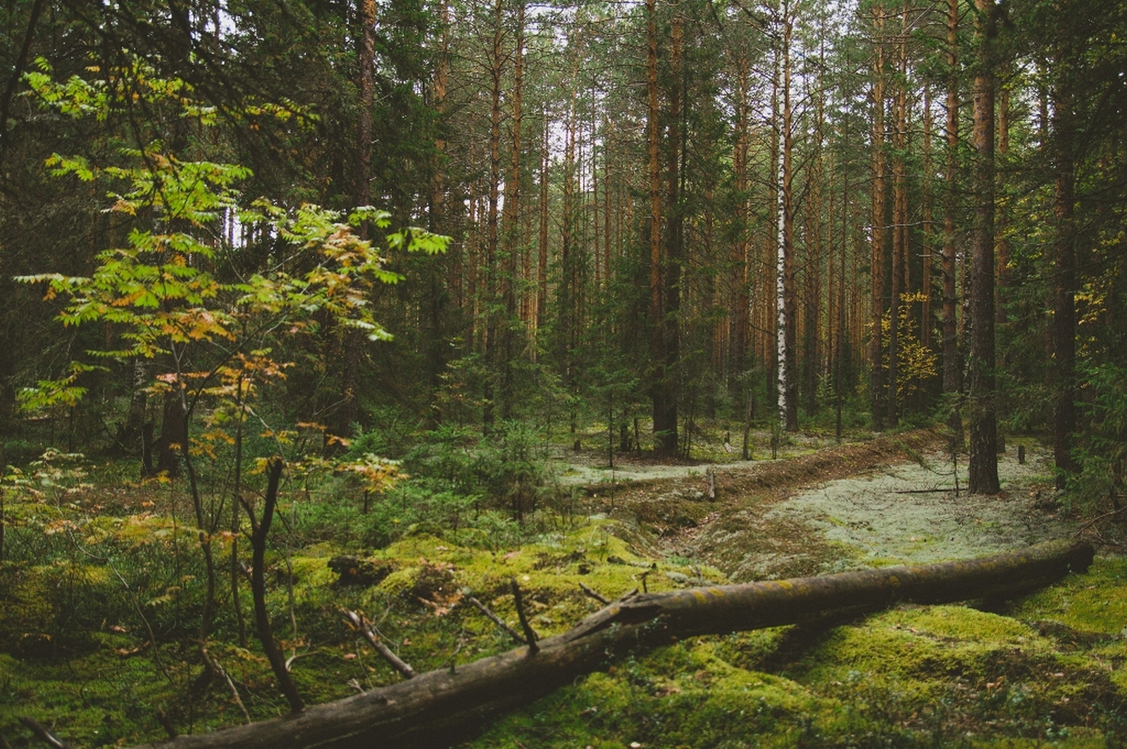 заповедный лес фото