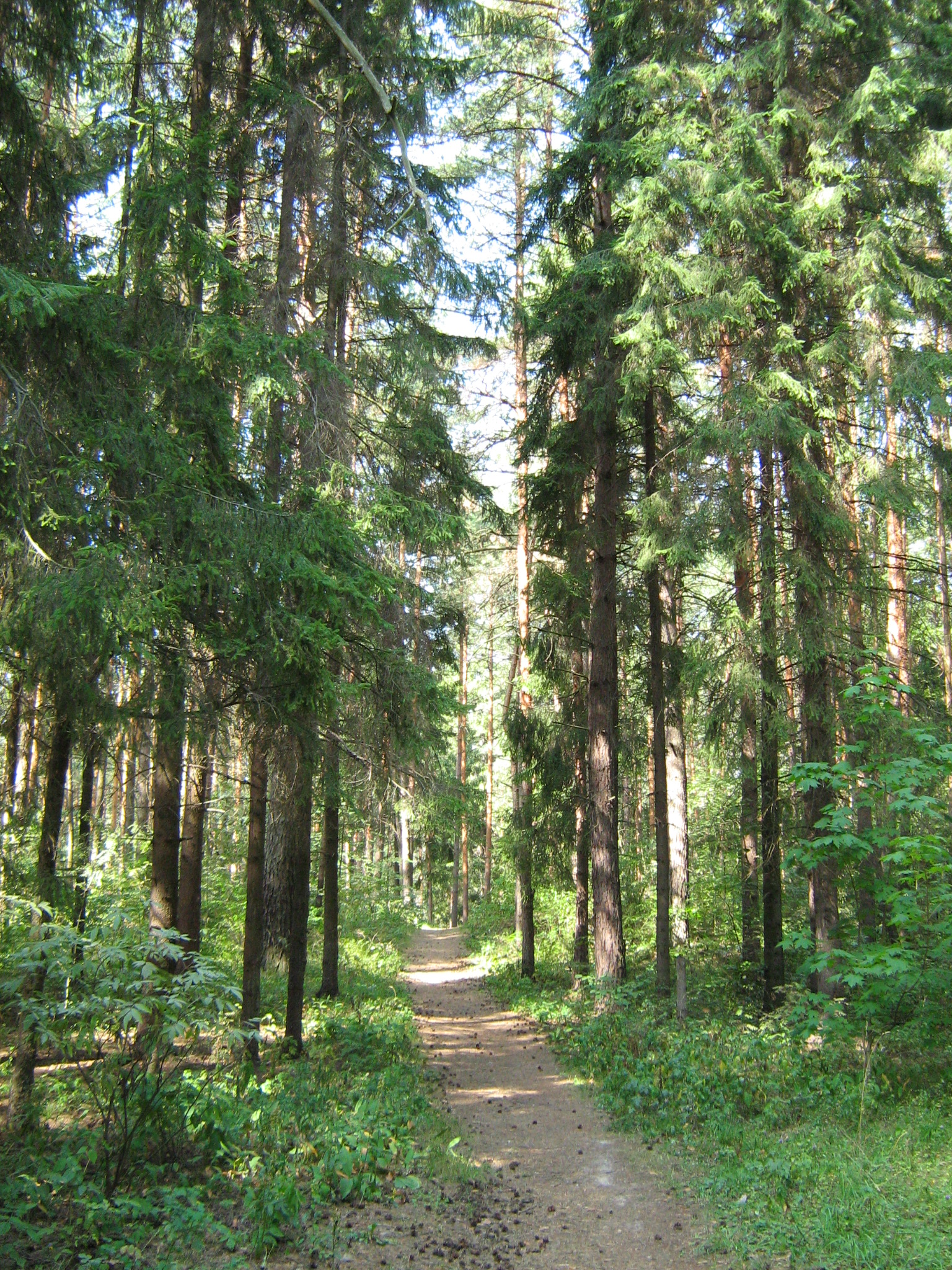 Саровский лес