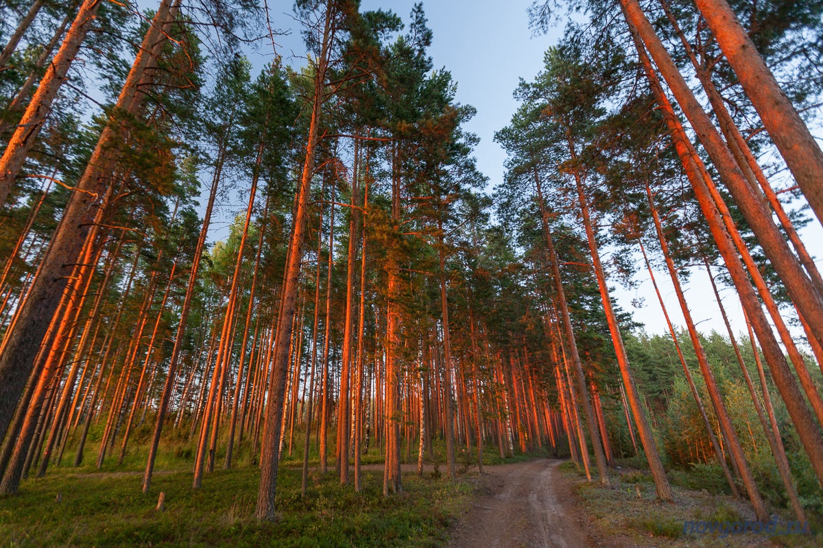 Хвойный лес Нижегородская область