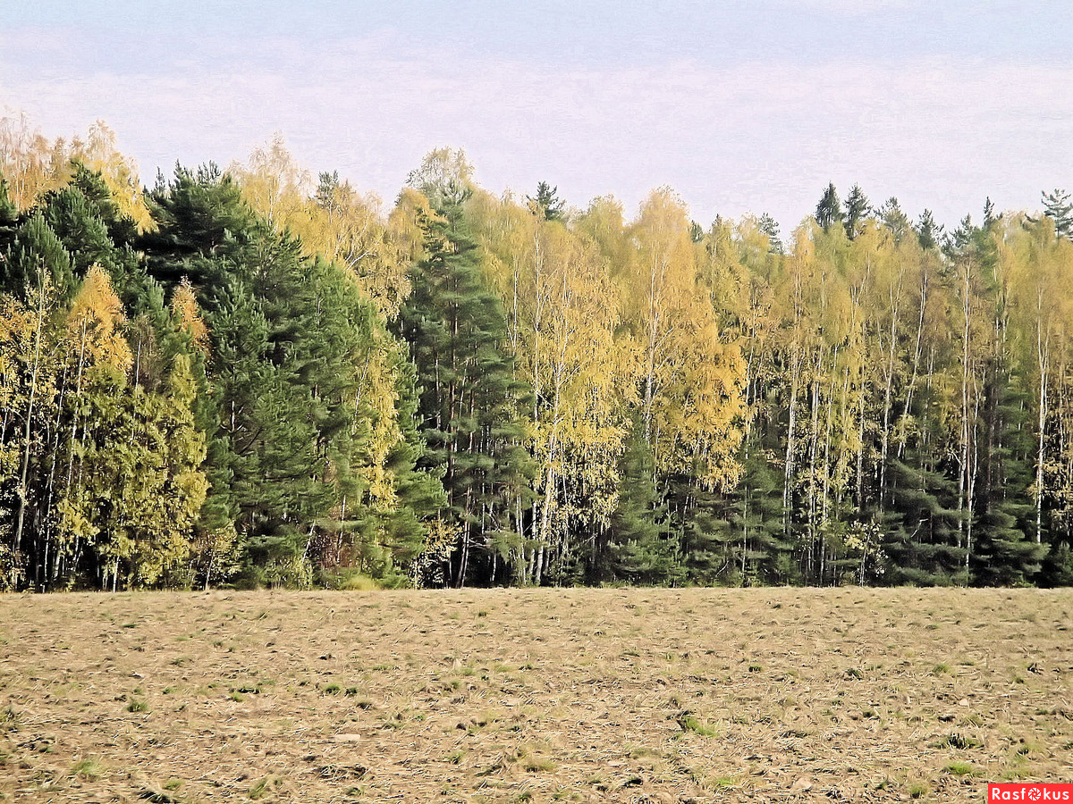 Нижегородская область лес смешанный лес