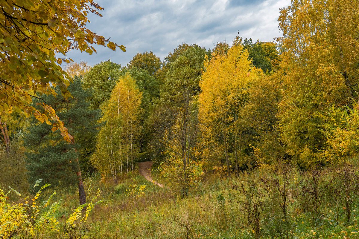 Бор осенний лес Нижегородская область