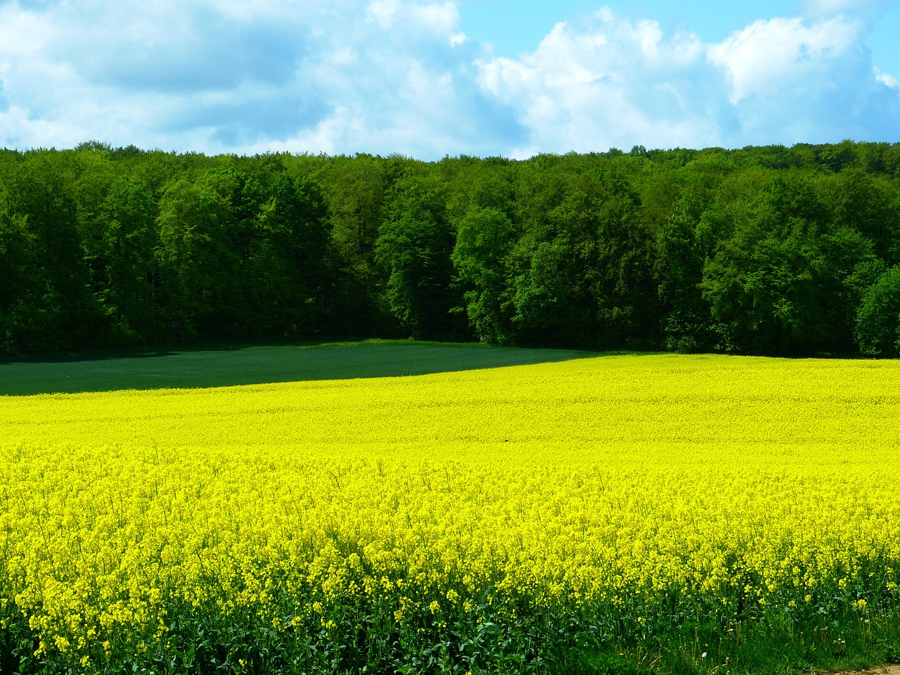 Желто зеленое поле