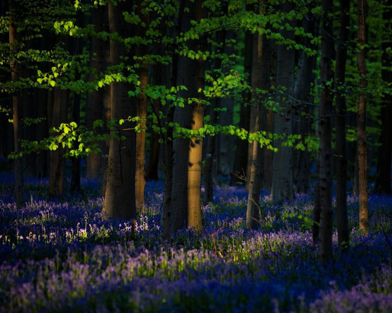 Голубой лес в Бельгии