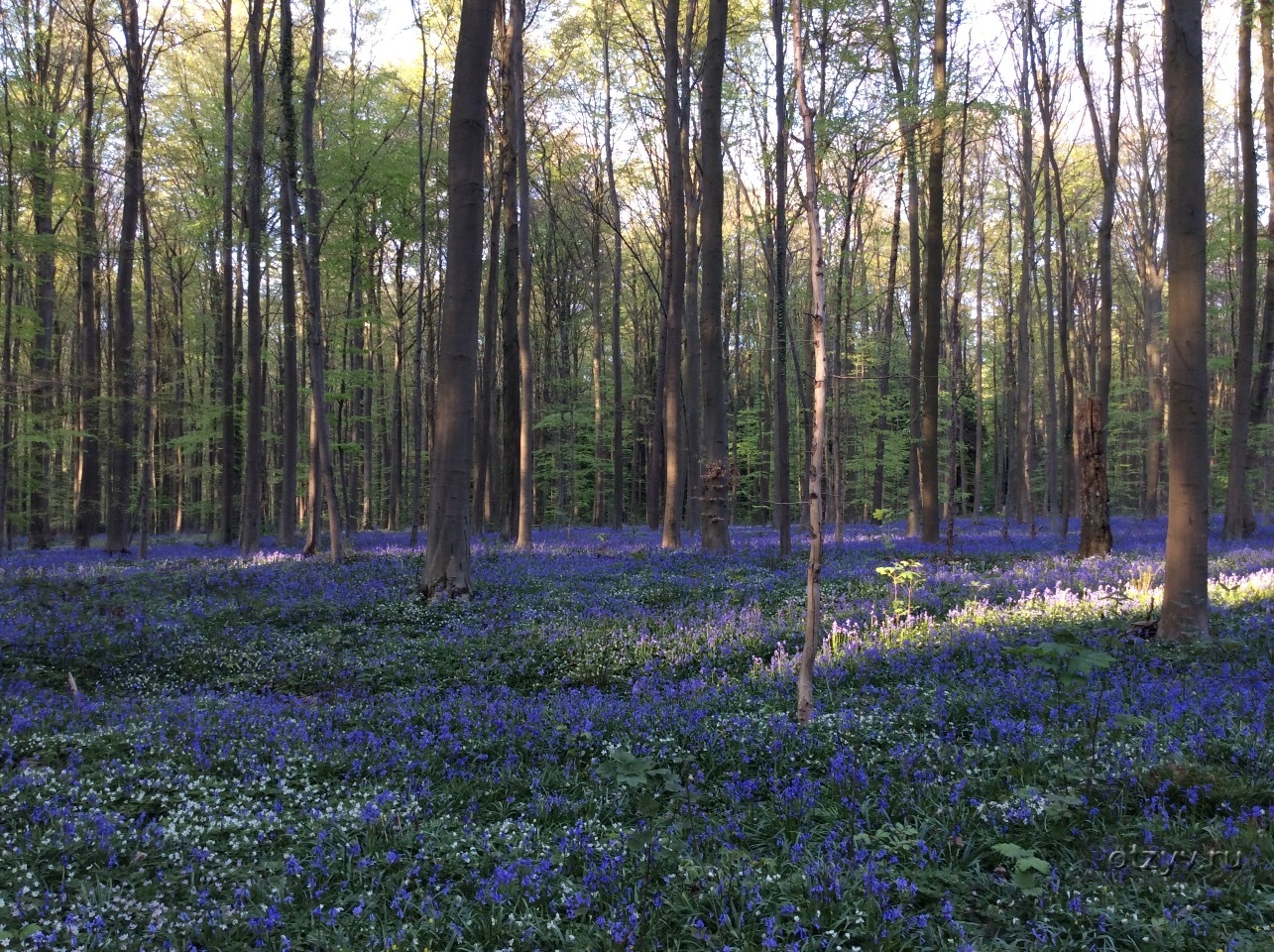 Синие леса в Бельгии фото с описанием