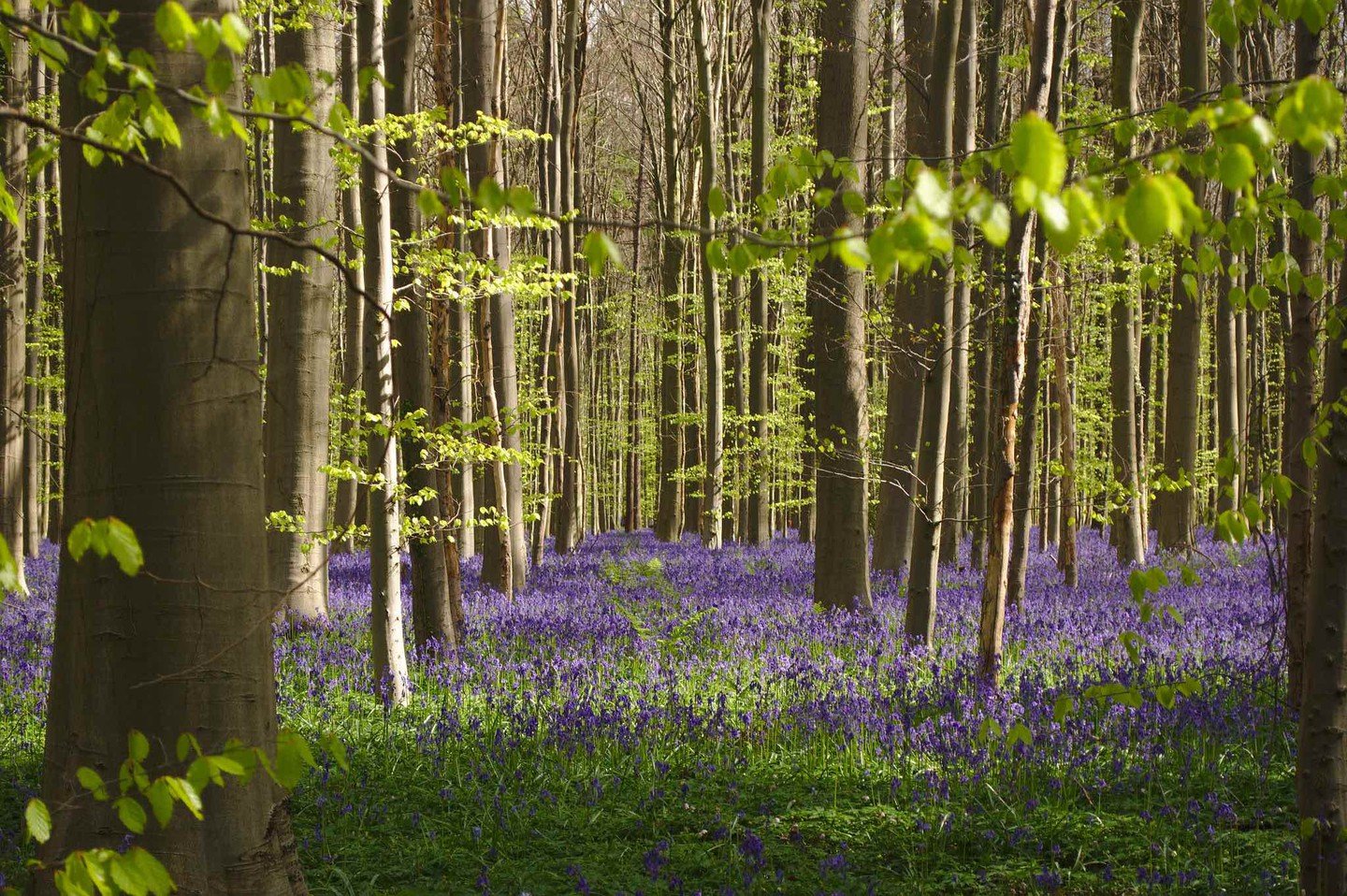 Бельгийский синий лес Халлербос