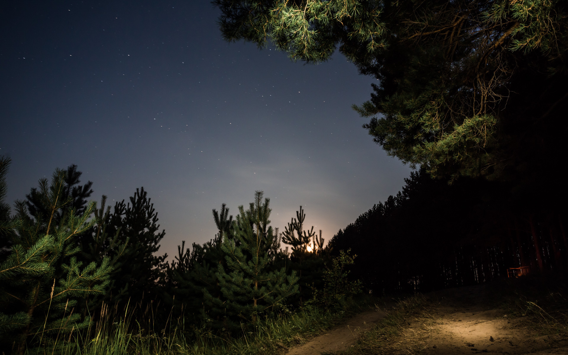 Ночной лес Россия