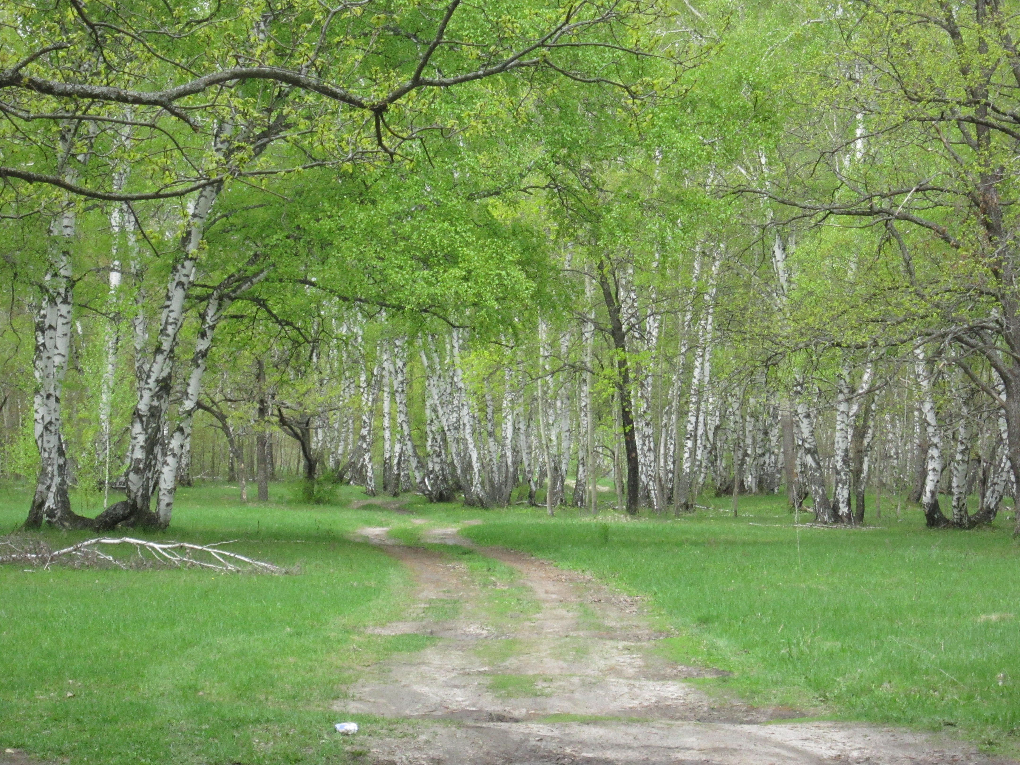 Лес в ягодной Поляне Саратовская область Татищевский район