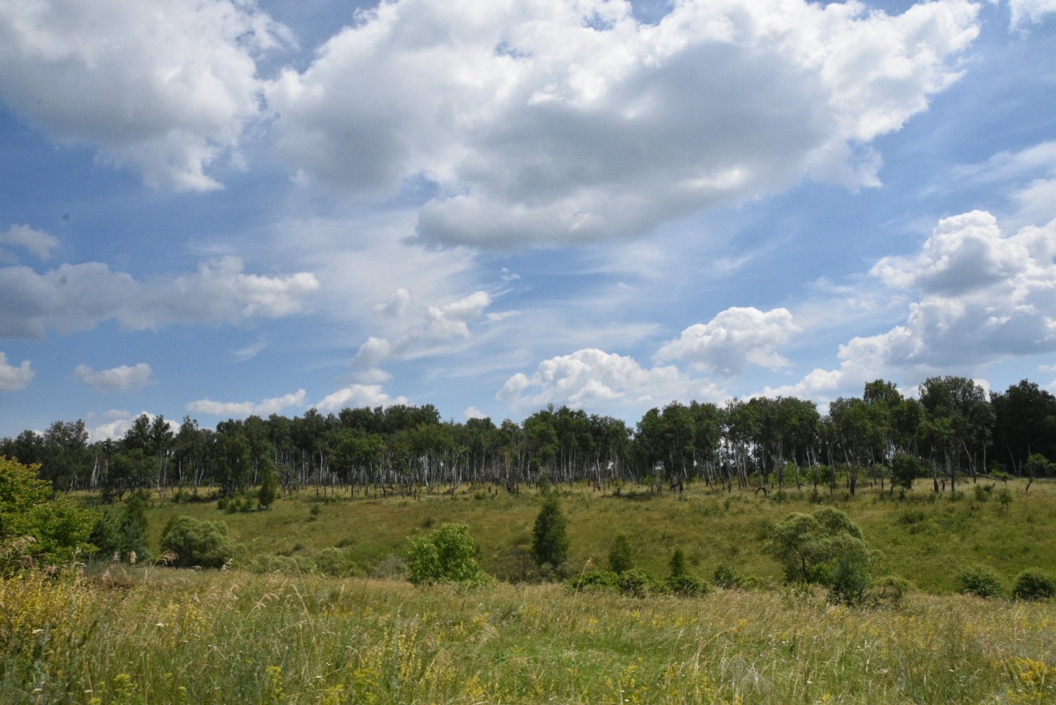 Где купить лес в Саратовской области