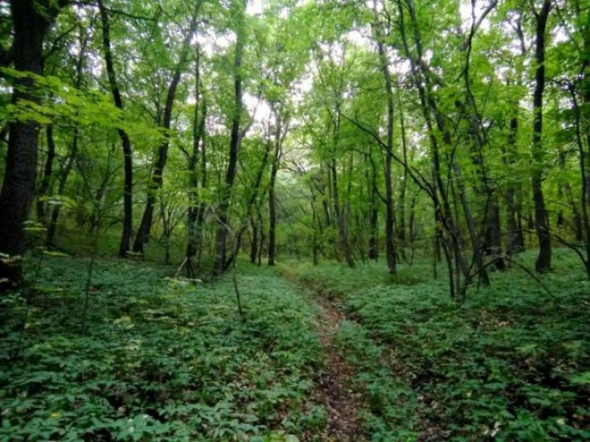 Поповский лес Саратовская область