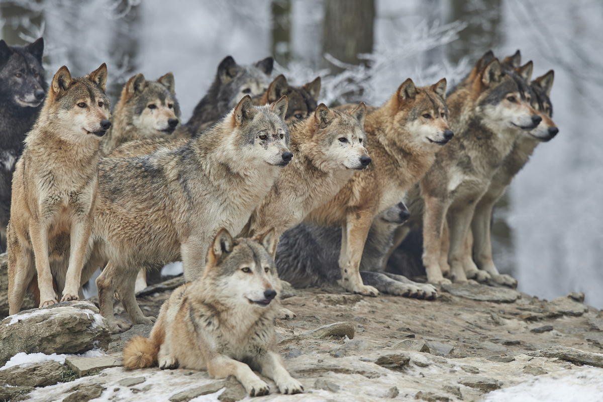 фото группа волков