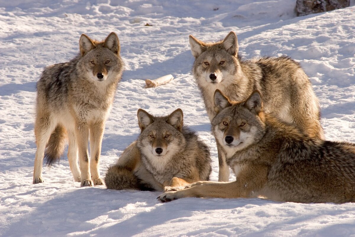 Волки семья