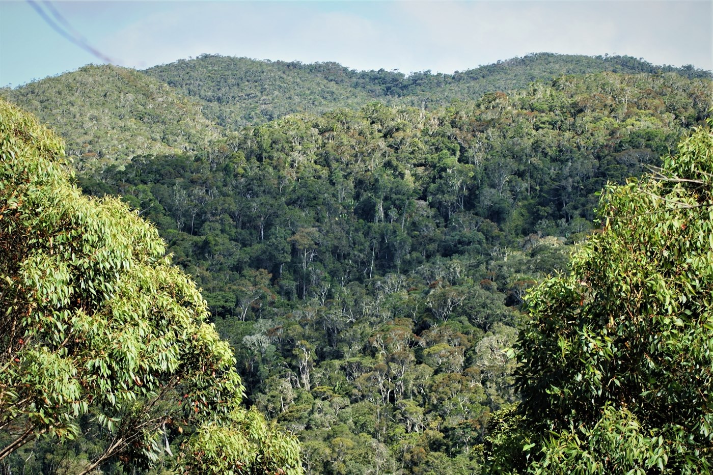 Влажные тропические леса Ацинананы