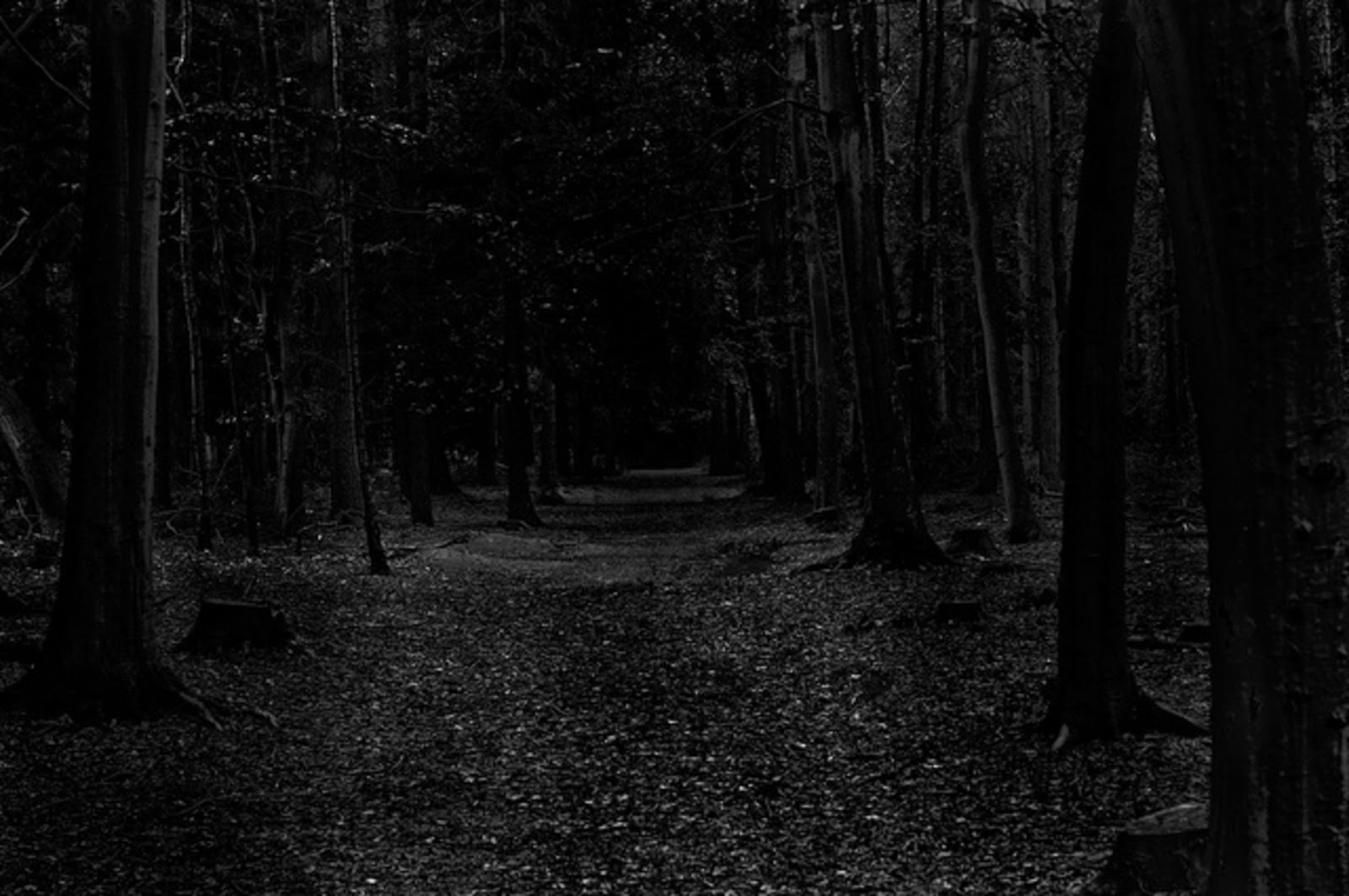 Тропинка в мрачном лесу