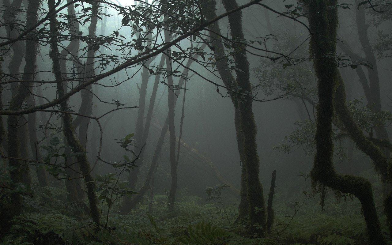 Густой страшный лес
