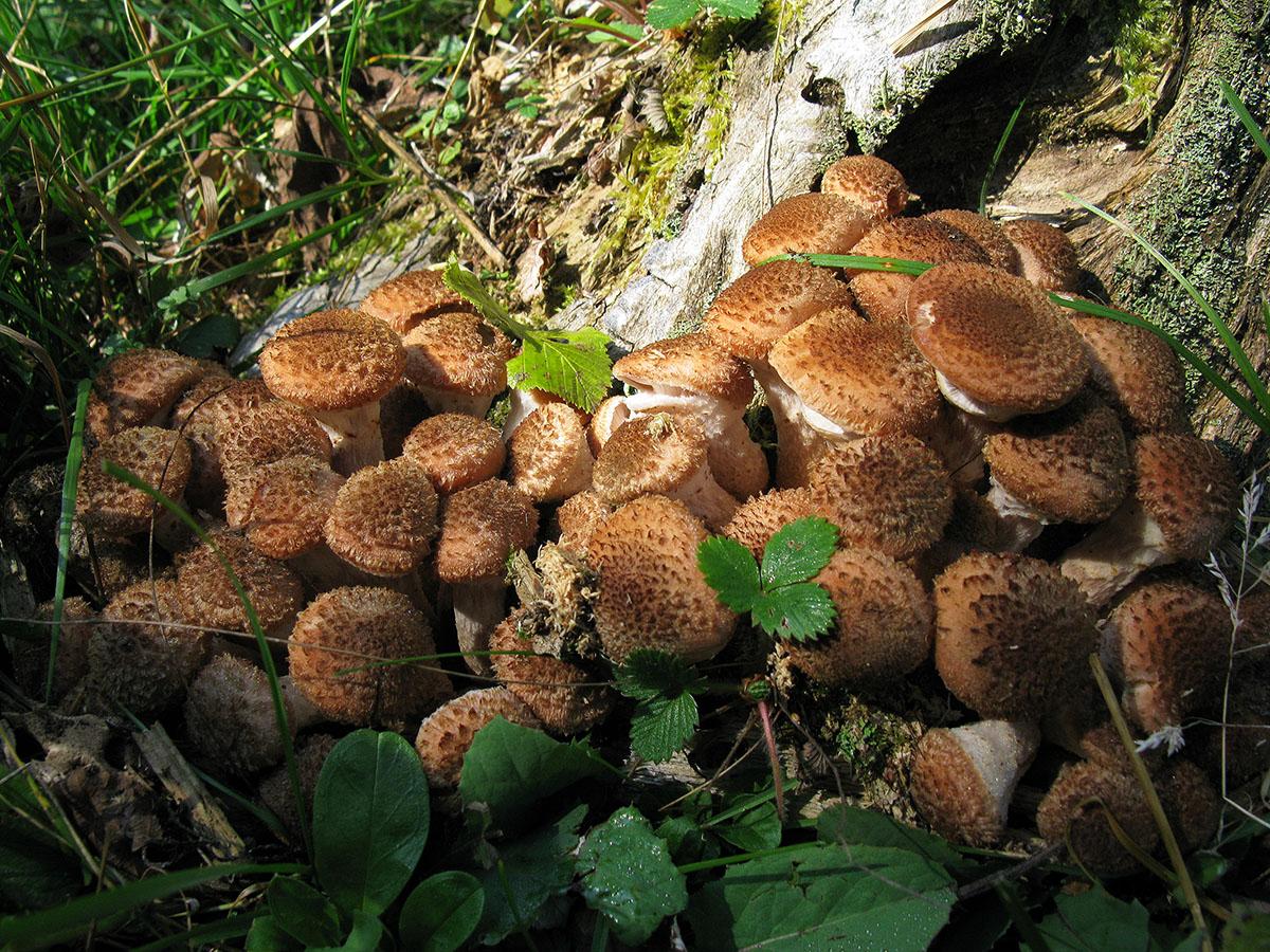 грибы оренбургской области фото и названия