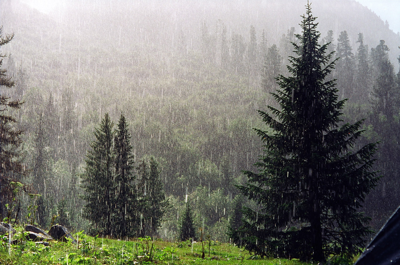 Лес под дождем