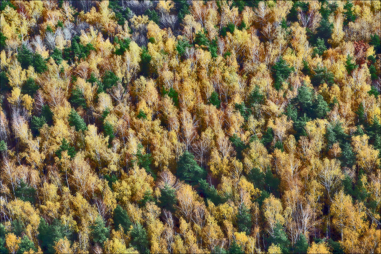 Осенний лес с птичьего полета