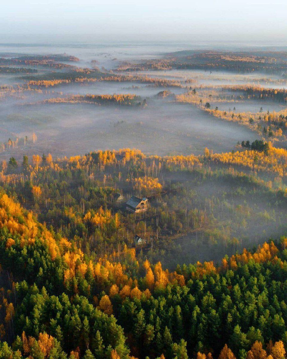 Леса Владимирской области