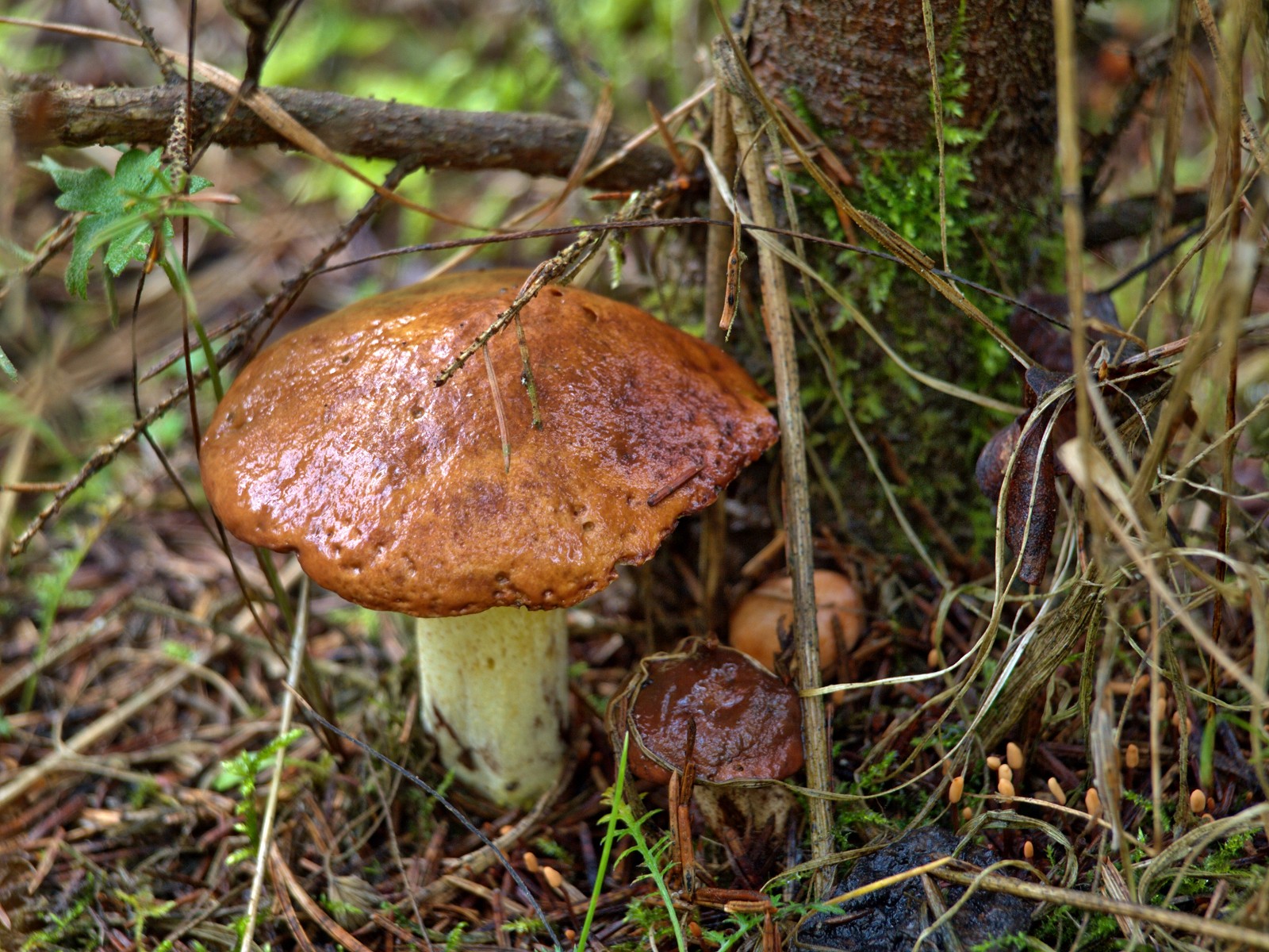 Лесные грибы маслята