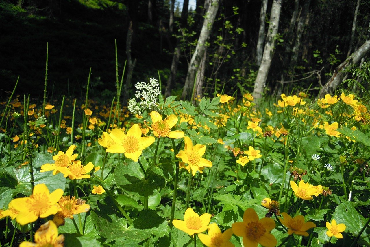 Калужница Болотная (Caltha palustris)