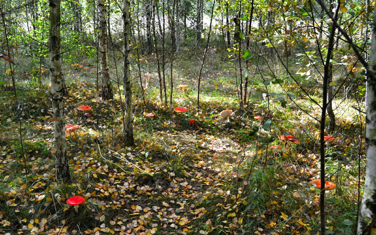 Староверский лес Курск