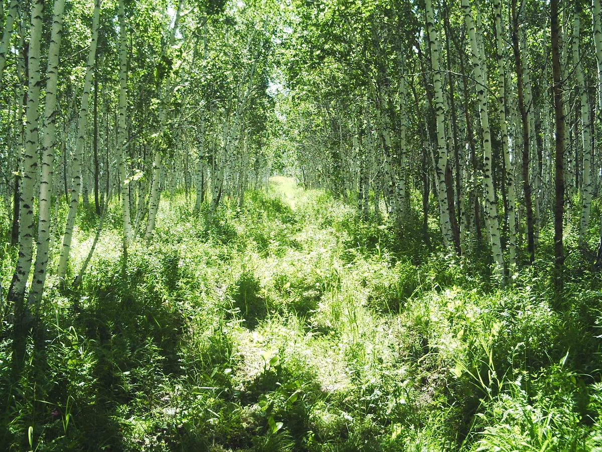 КАРЫШСКИЙ лес Курская область