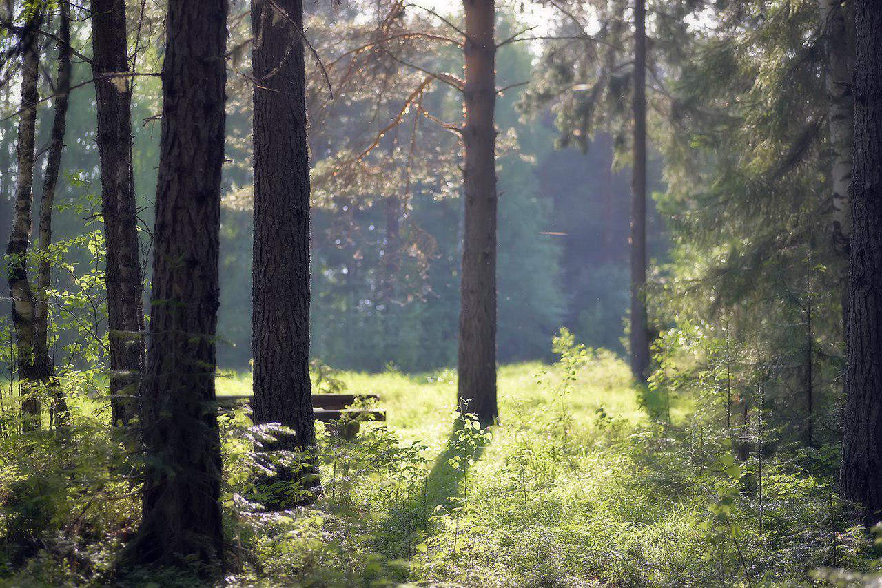 Тихий лес