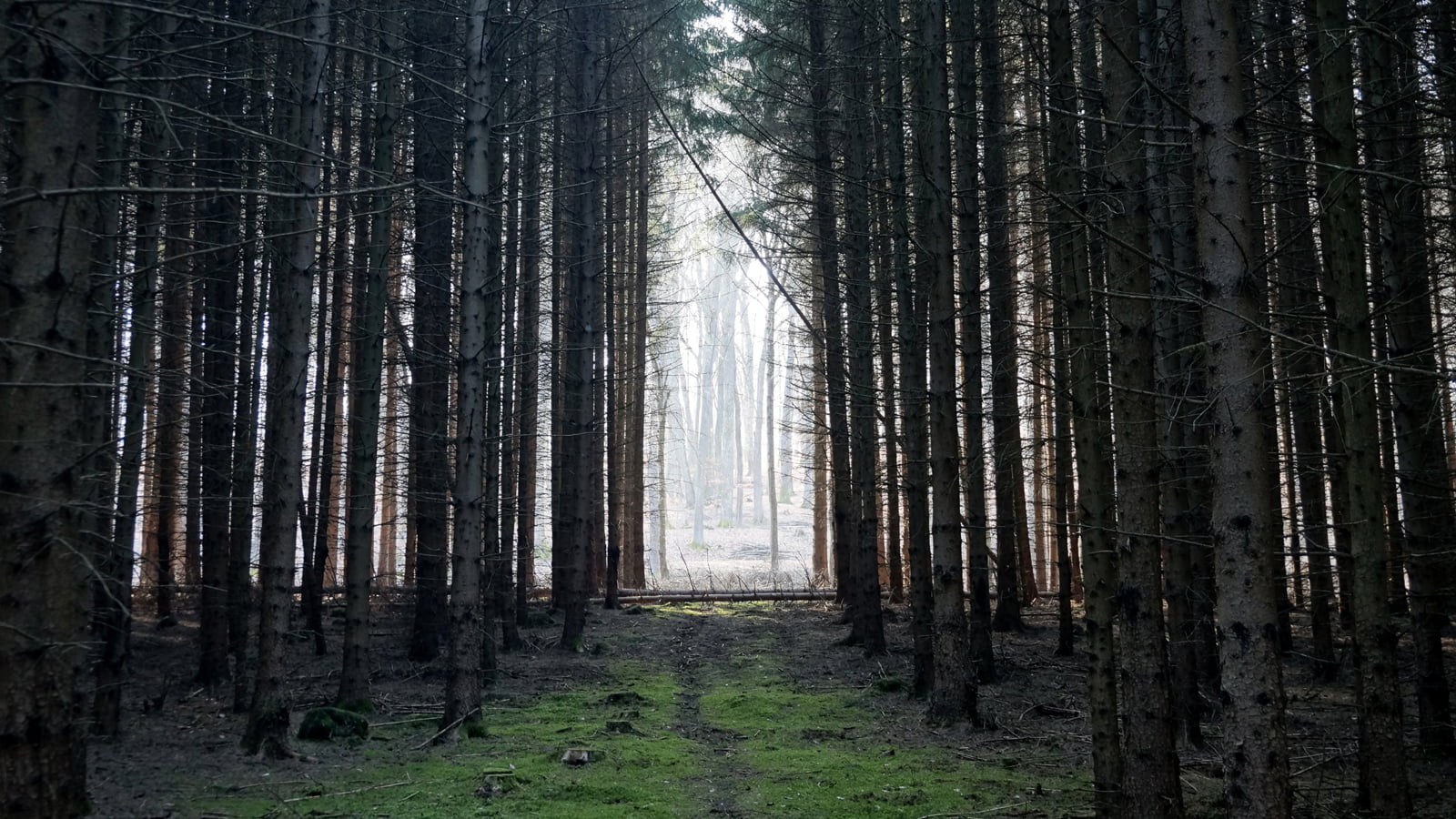 Зеленый коридор лес